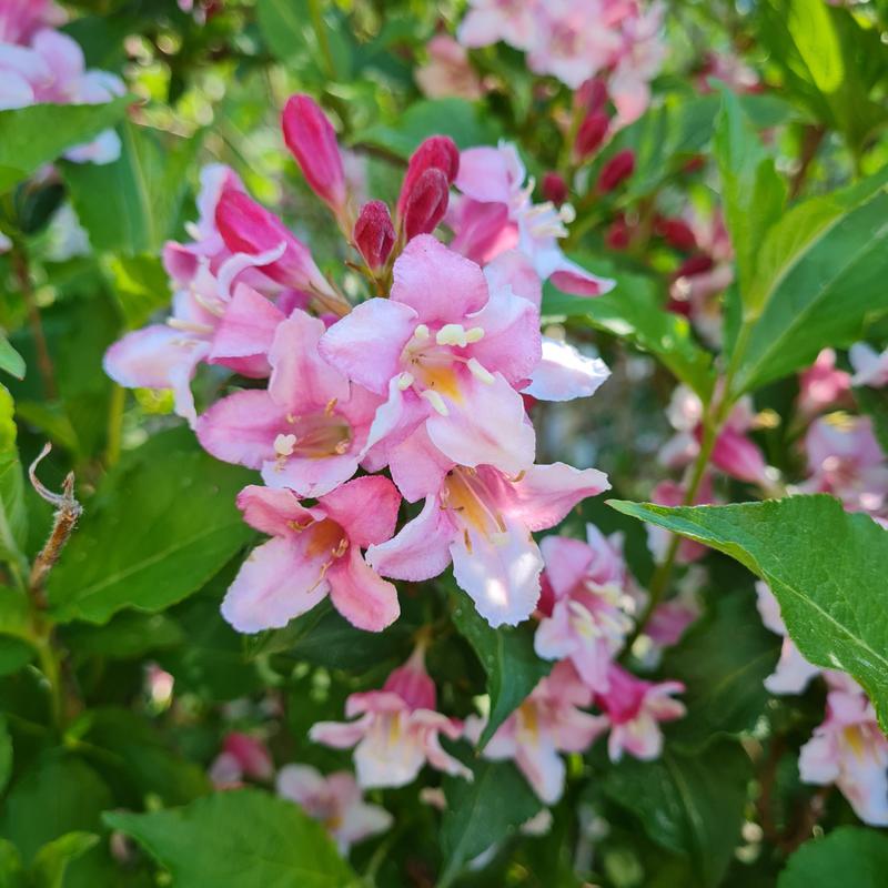 Midsommarhelgen på Grannens garn